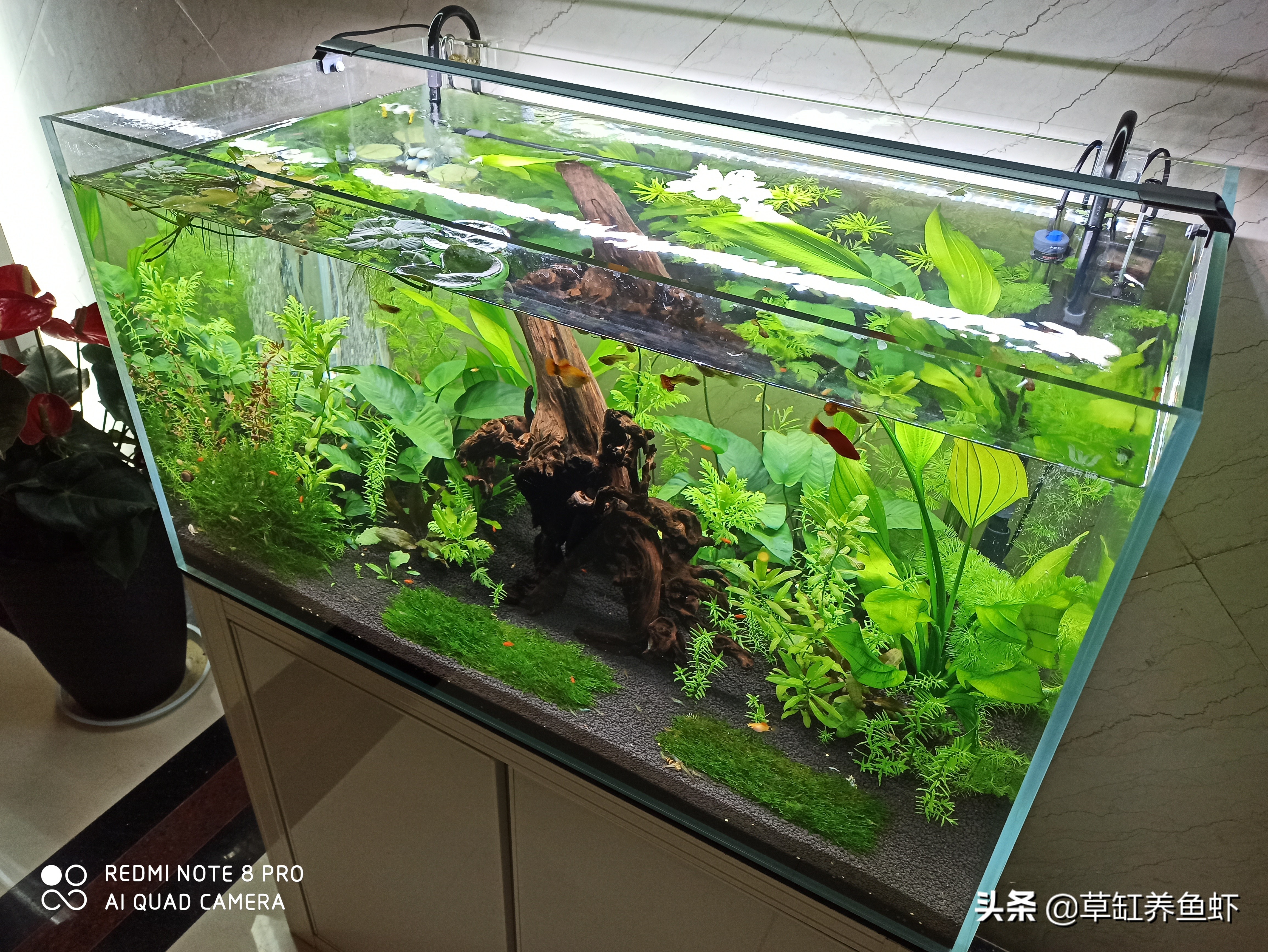 新手养鱼爱折腾,新手养鱼心理