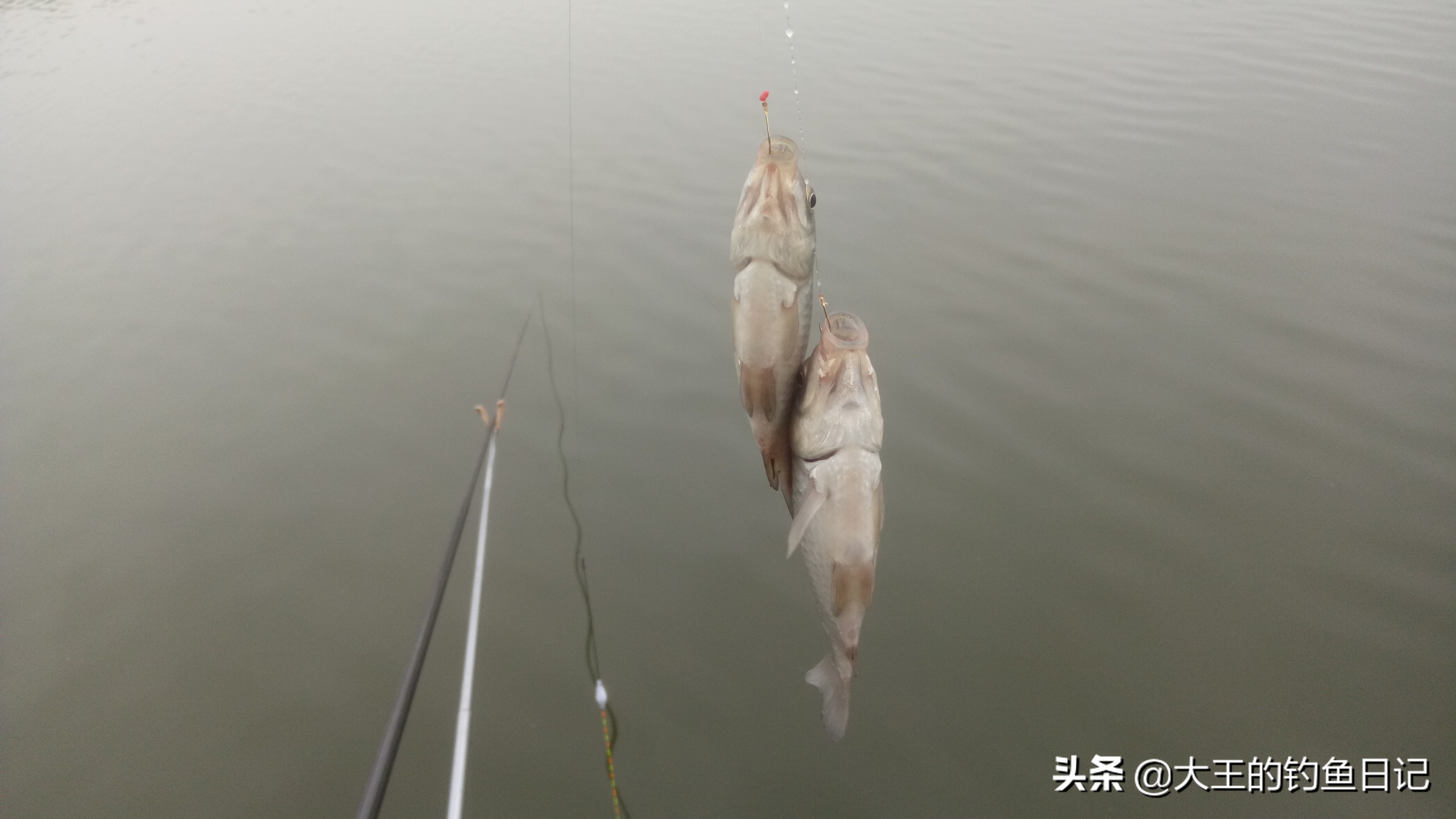 #头条钓鱼王#新钓友入门之五——鱼杆该如何选择？（夏季篇）