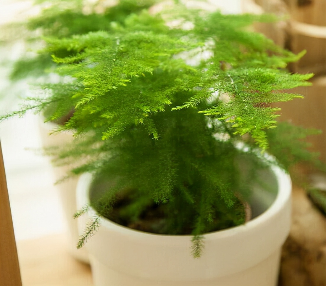 浇水过多死的植物,最容易浇死的6种花