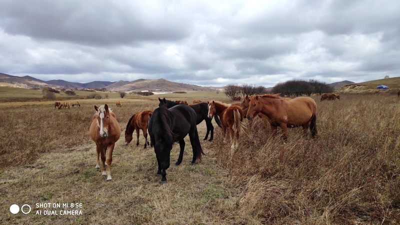 国庆节乌兰布统草原怎么样,乌兰布统草原之旅近期