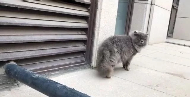 有只蓝猫一直叫,有只蓝猫叫淘气