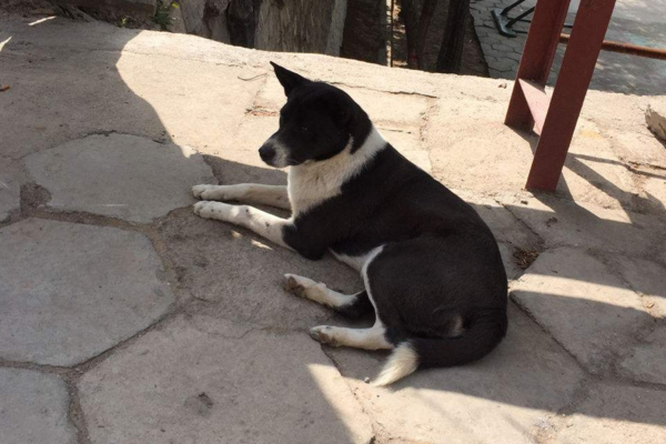 立耳狗狗耳朵突然趴下了怎么办,狗狗耳朵立耳小妙招