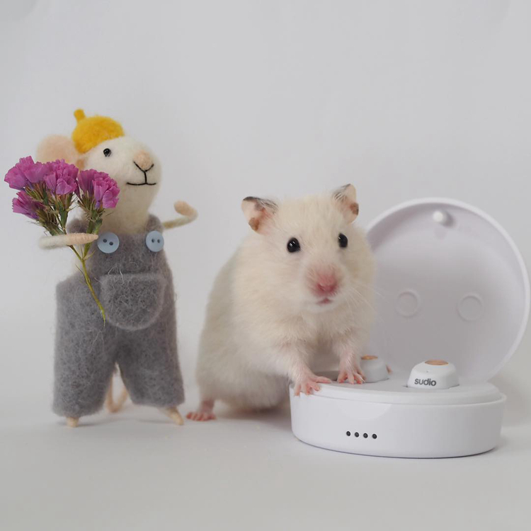 仓鼠爱上肥宅快乐水，喝了一口后还想喝，此时主人果断拒绝了