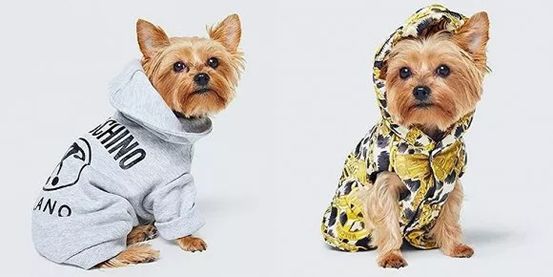 高档宠物碗,名媛宠物临潼店