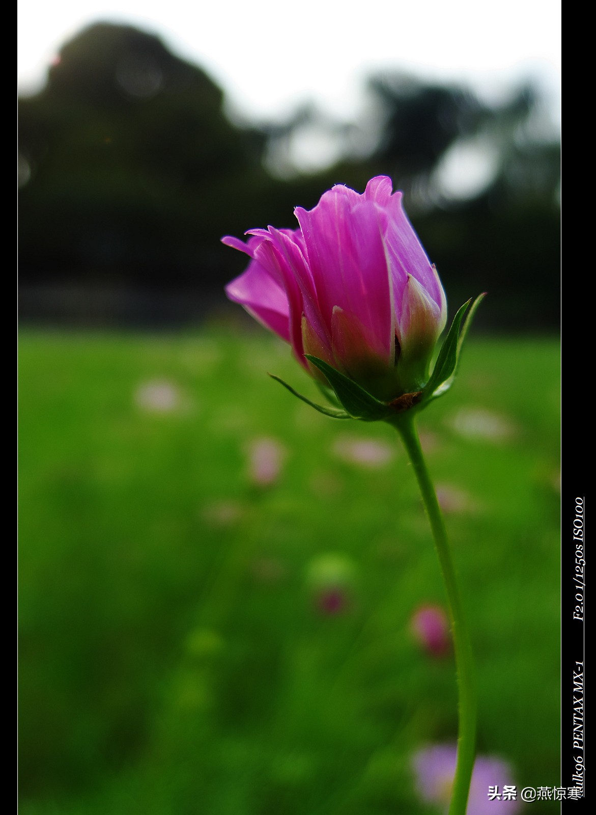 说说你用的相机,理光镜头和宾得通用吗