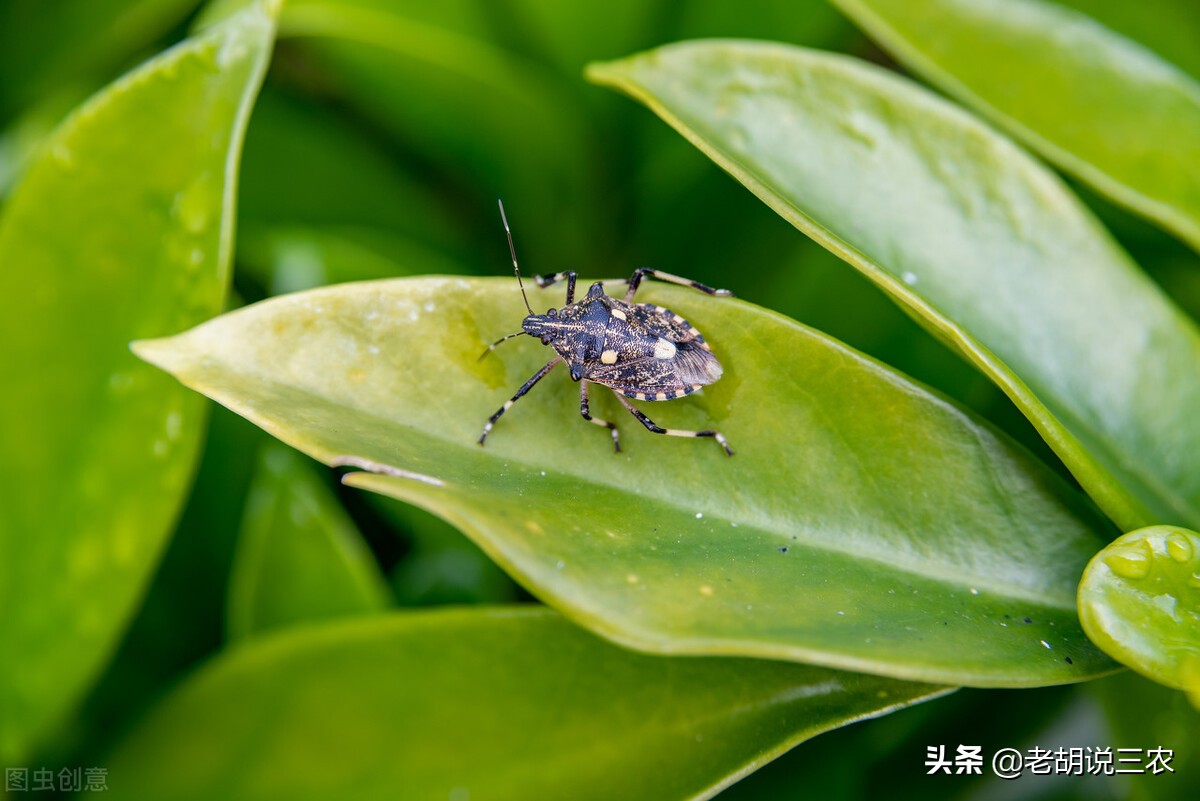 会放臭的虫有哪些,会放臭屁的动物