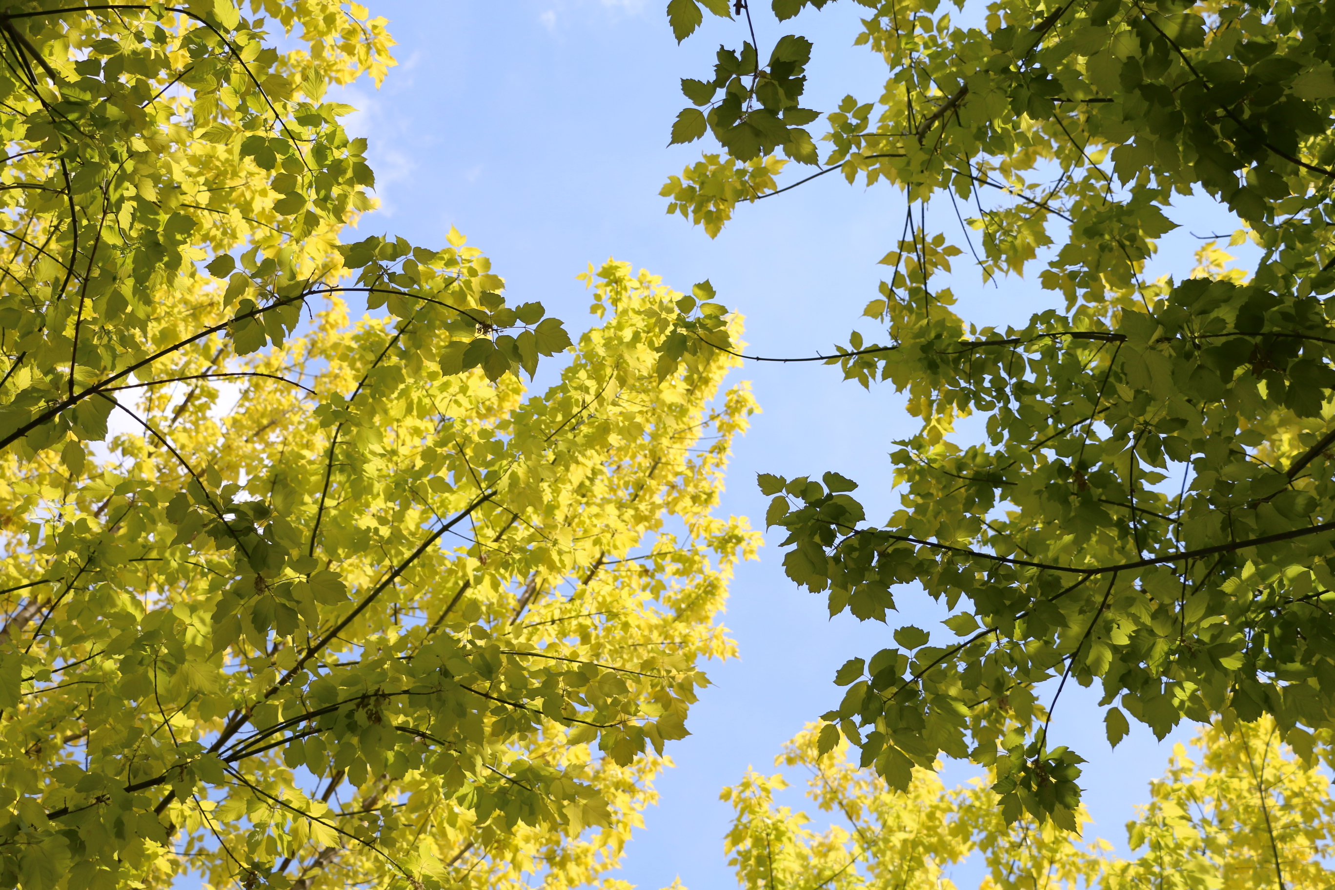 游北京国际鲜花港体会,游北京国际鲜花港需要多长时间