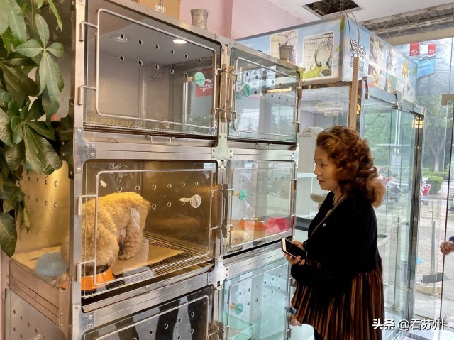 戴LV项圈、吃进口零食、住定制宾馆，网友：活得不如狗