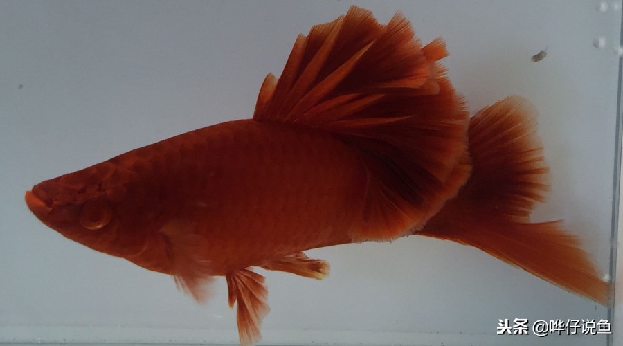 观赏鱼排在前10名的冠军鱼,盘点十大观赏鱼