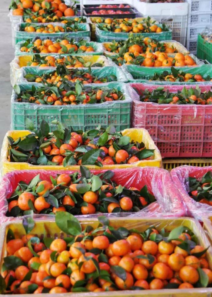 荔枝便宜批发市场,百大周谷堆水果批发市场荔枝价格