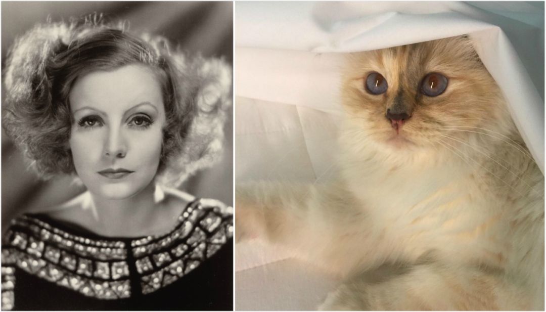 21亿遗产的猫现在怎么样了,失踪多年的猫终于回来了