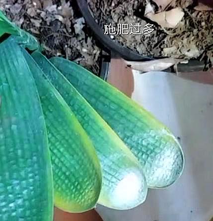 现在的君子兰怎么养小技巧图解,养君子兰的正确方法和技巧