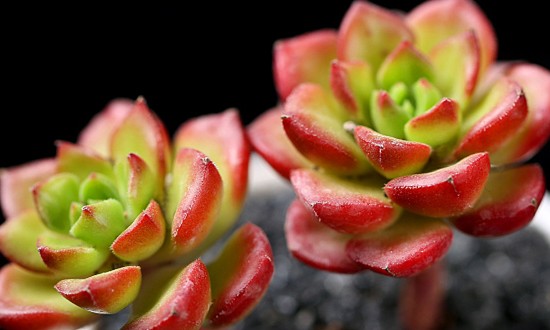 养多肉小苗该怎么处理,多肉怎么养才不会徒长