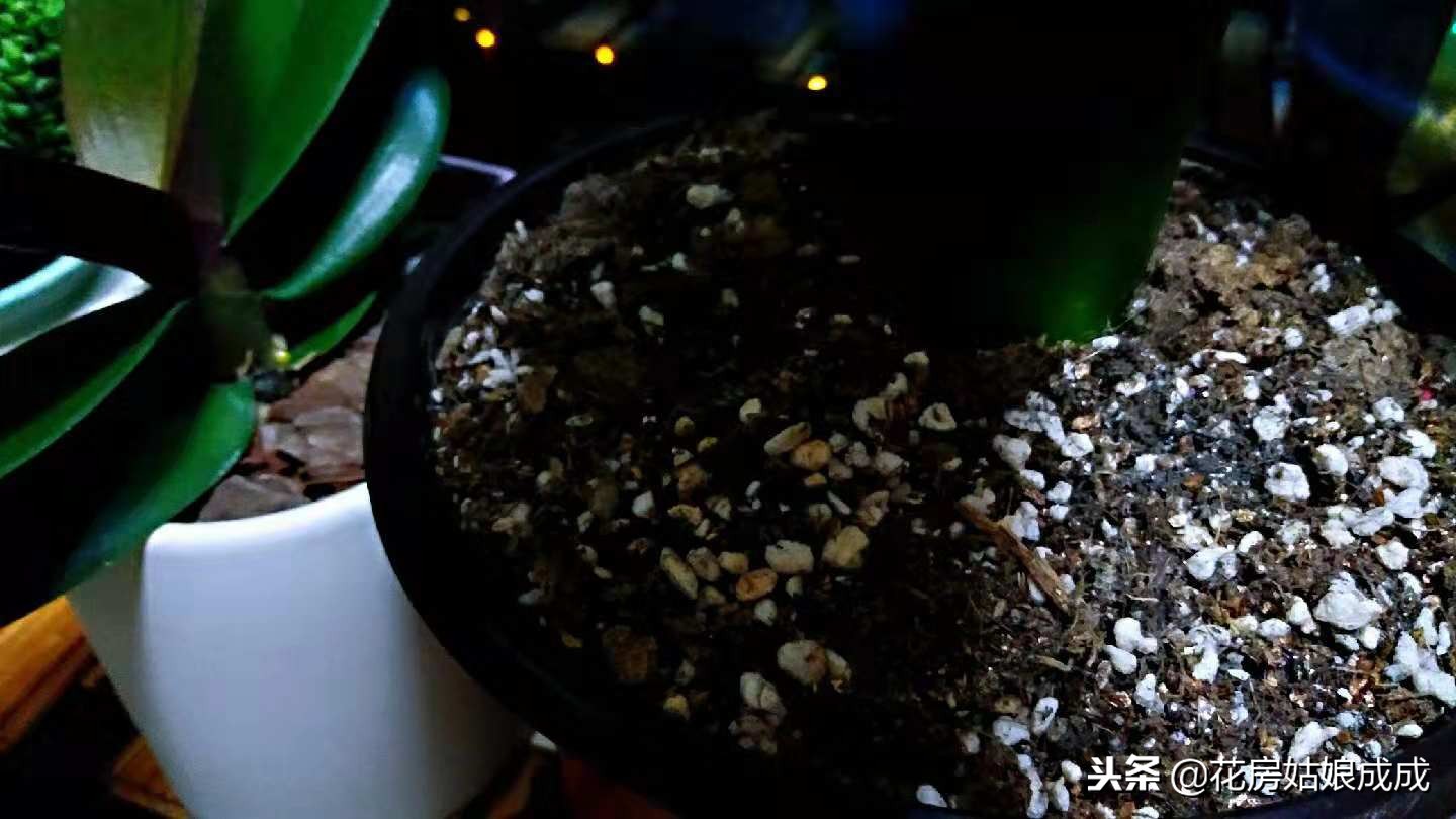 君子兰要怎么养才养得好,养君子兰掌握浇水小技巧