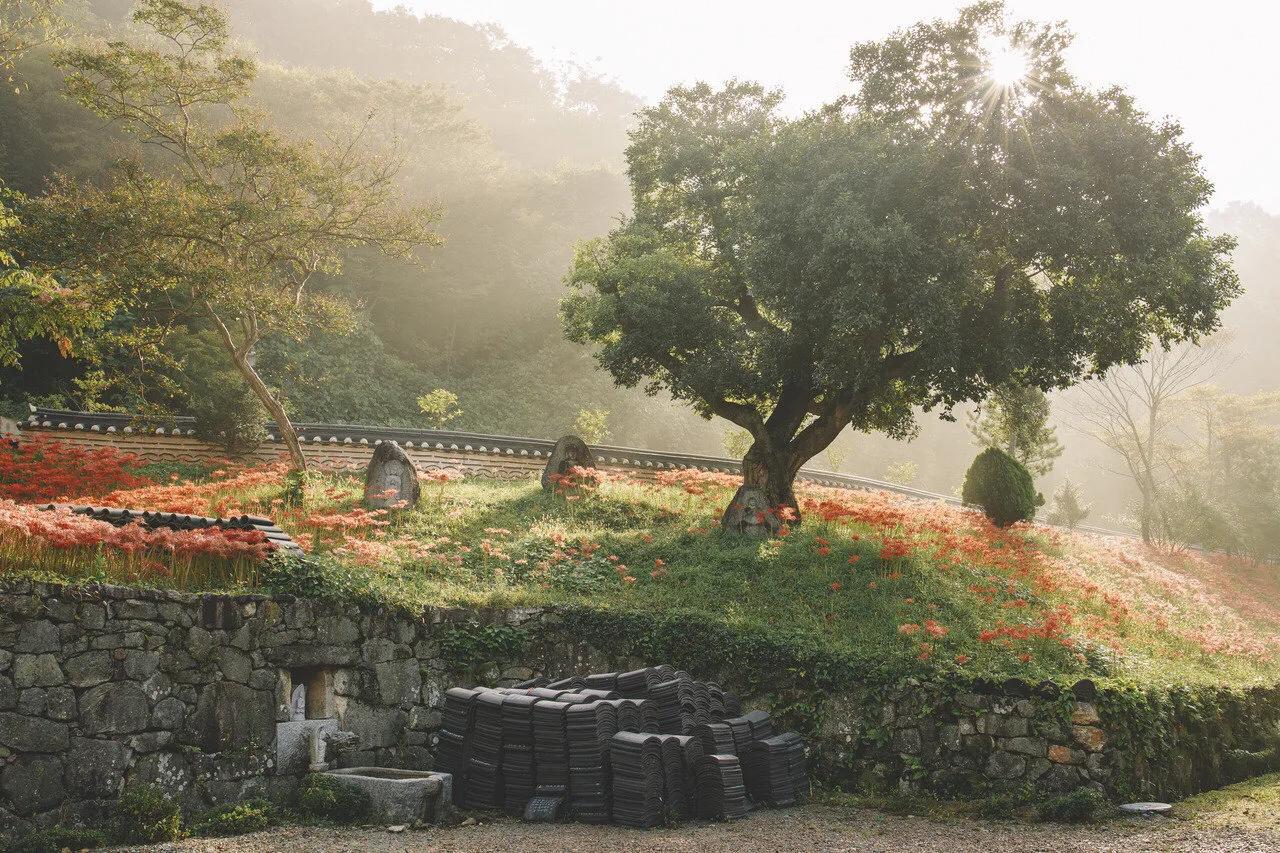 曼珠沙华花语,曼珠沙华花语英文