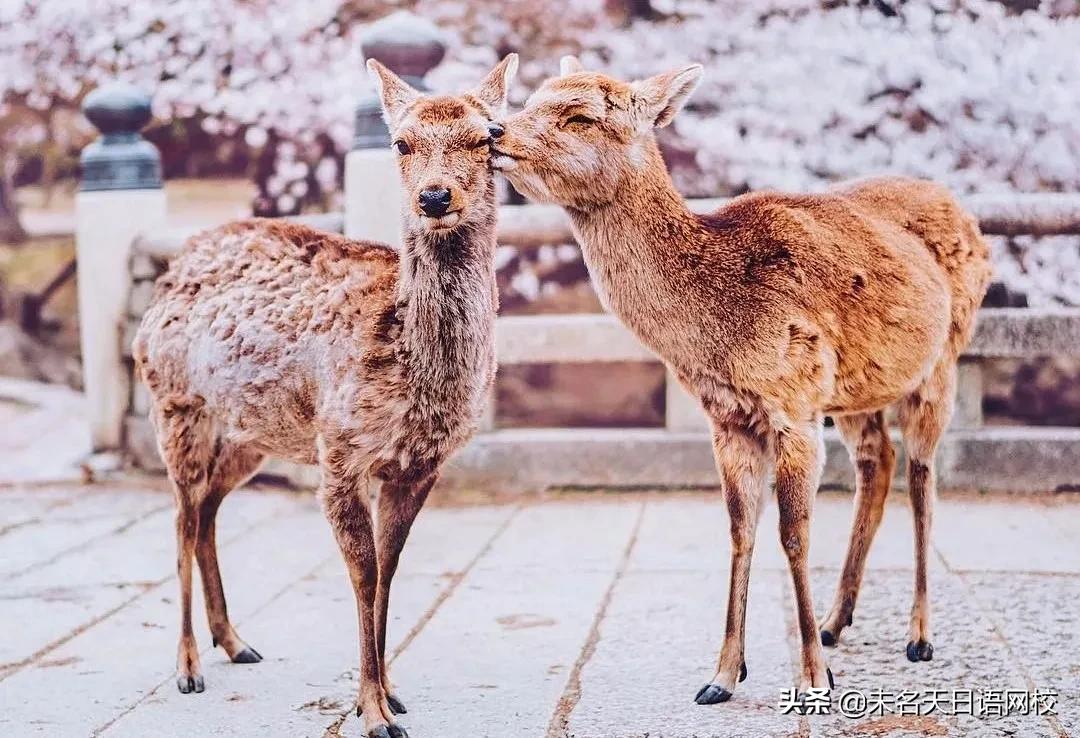 “别提了”是我们生活中常用的词汇,那么用日语如何表达呢?