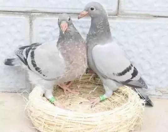 喂养鸽子雏鸟,幼鸽正确喂养方法