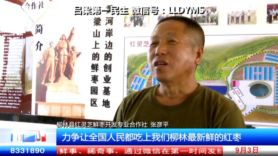 柳林：科学施种“枣”点见面