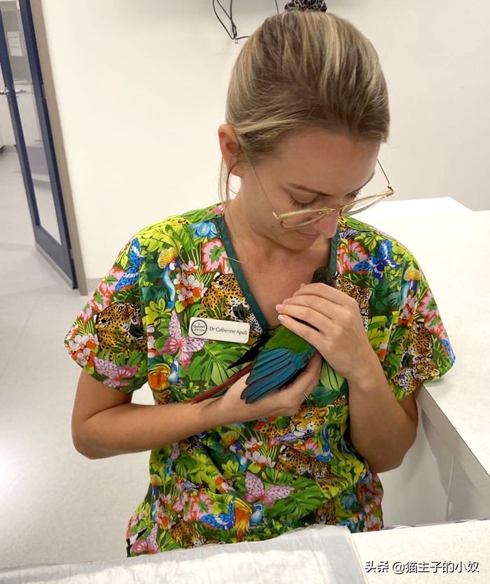 鹦鹉被主人剪断整个翅膀,鹦鹉被主人拔羽管