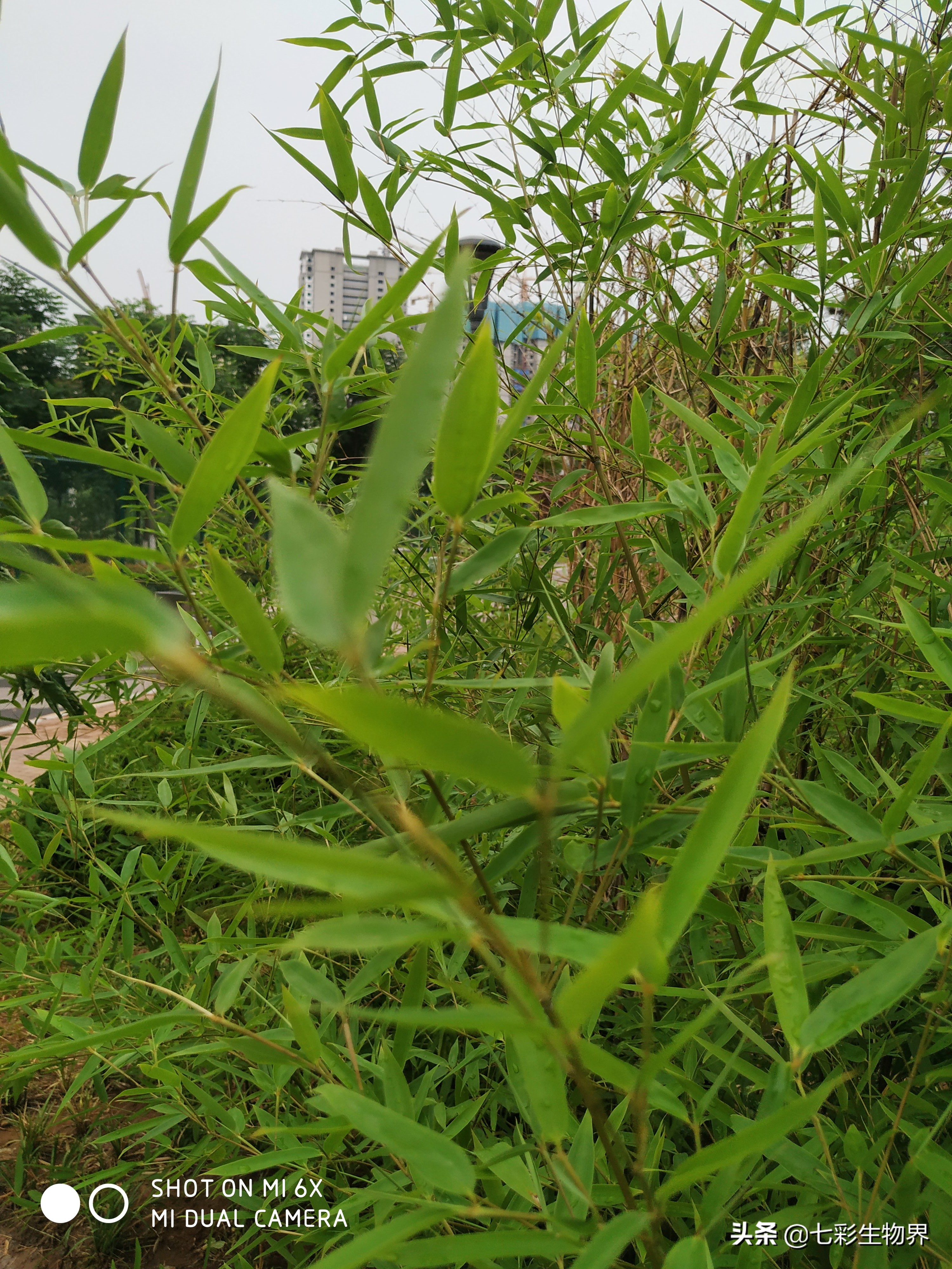 清热解暑就喝竹叶薄荷茶,竹叶茶可以去火去湿嘛