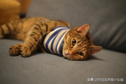 如何知道猫咪是否营养不良,怎么识别猫咪身体状况