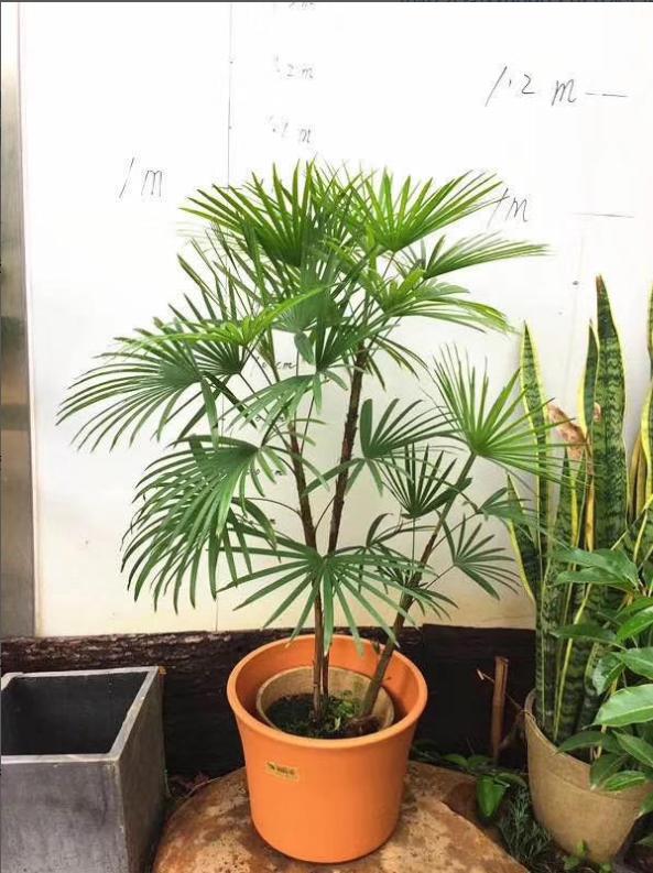 高端绿植金山棕,金山棕竹为什么是高端绿植