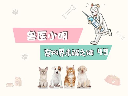 犬瘟真的治不好吗,关于犬瘟的最新消息