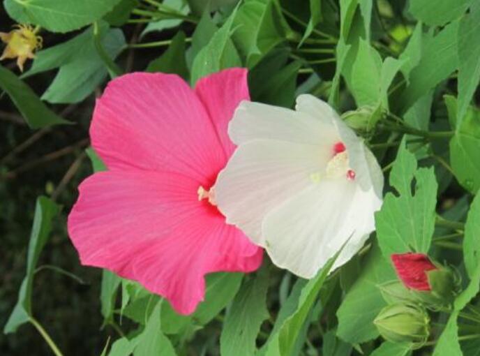 大岩芙蓉花好养吗,花朵容易养活