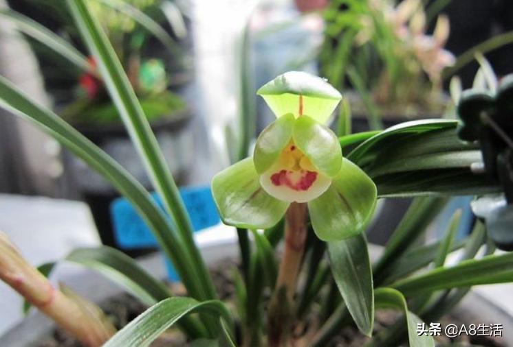 每日一品中国兰花春兰,每日一品完整视频