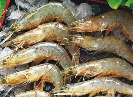 大虾放冰箱正确的冷冻方法,做好的大虾怎么放冰箱保存