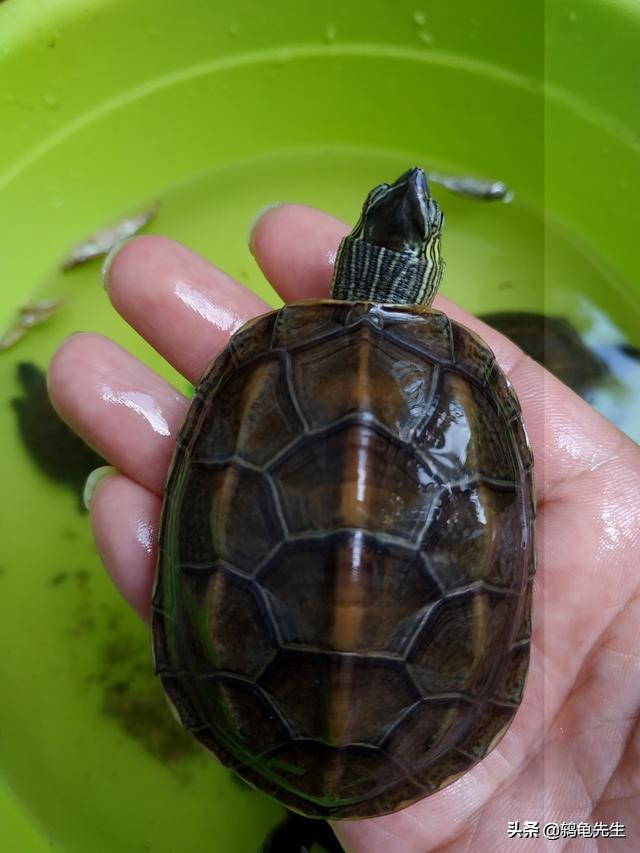 乌龟清肠到哪种程度属于清肠完成,乌龟冬眠前为什么要清肠