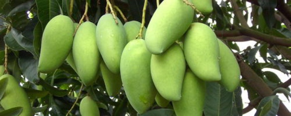 芒果种子怎么种才发芽,芒果树长什么样