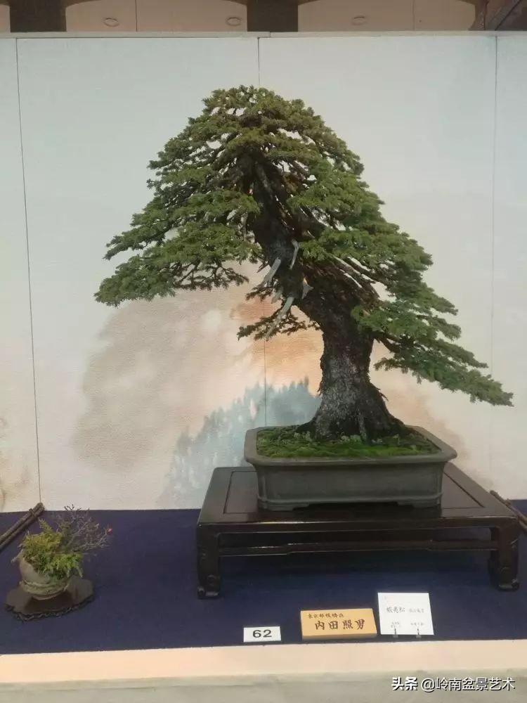 盆景结顶的形式,最好的盆景结顶方法