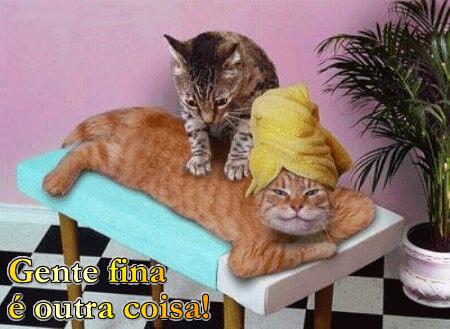 猫咪轻松除毛,猫咪毛发干枯毛躁怎么护理