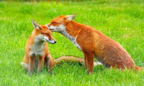 聪明的狐狸是什么生肖,聪明的动物狐狸