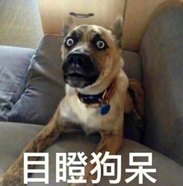 买狗不能说的话你踩坑了吗,为什么狗市买的狗说活不过三个月