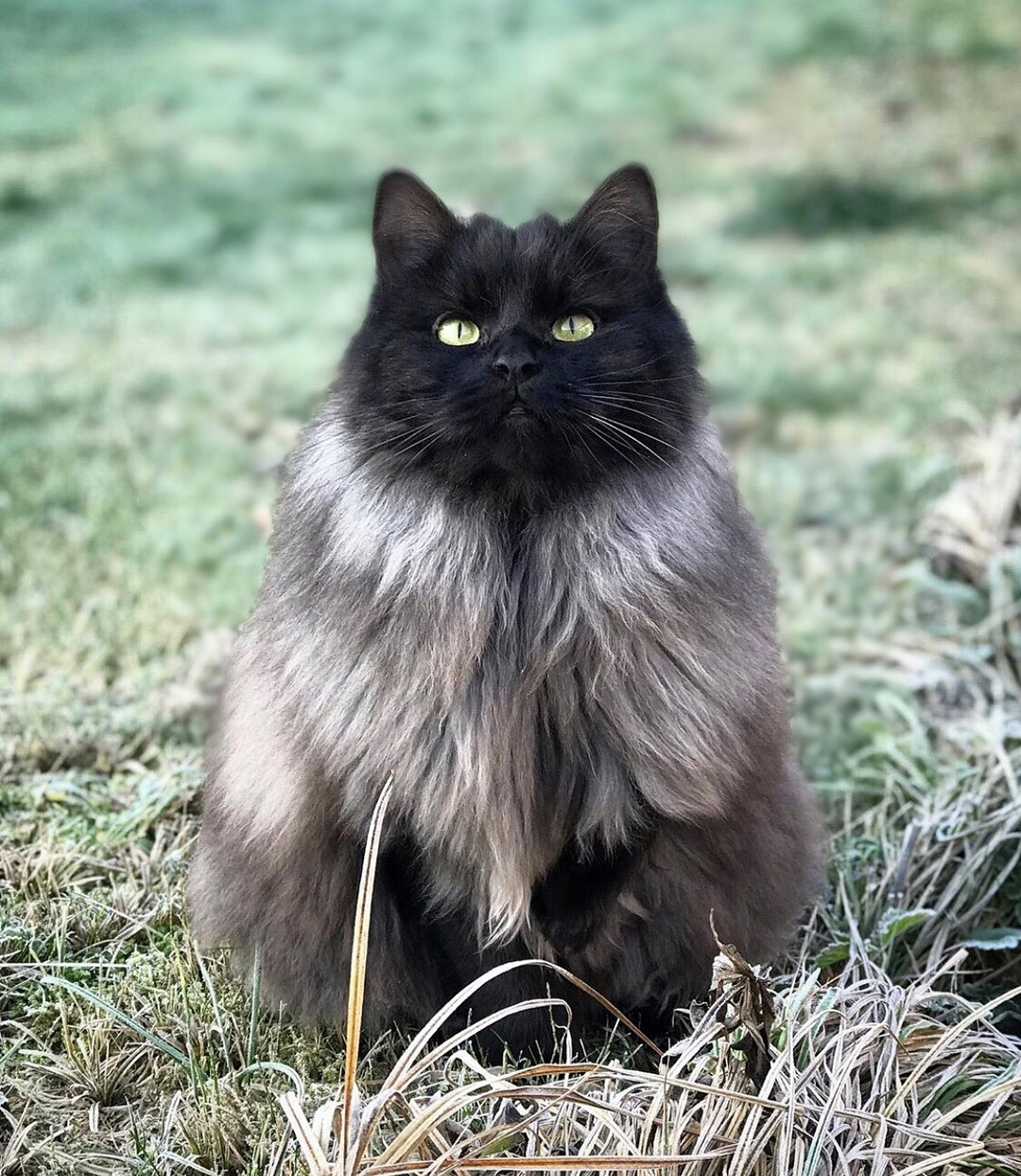 猫咪结膜炎的最佳治疗方法,猫咪结膜炎好得快的小窍门