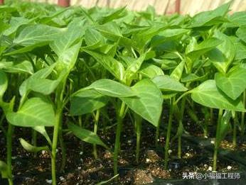 春天播种的蔬菜,春季蔬菜种子播种时间一览表