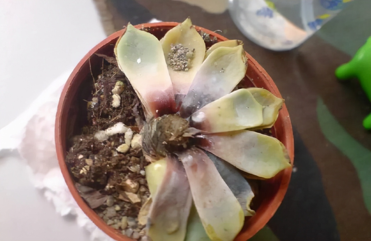 浇水过多死的植物,最容易浇死的6种花