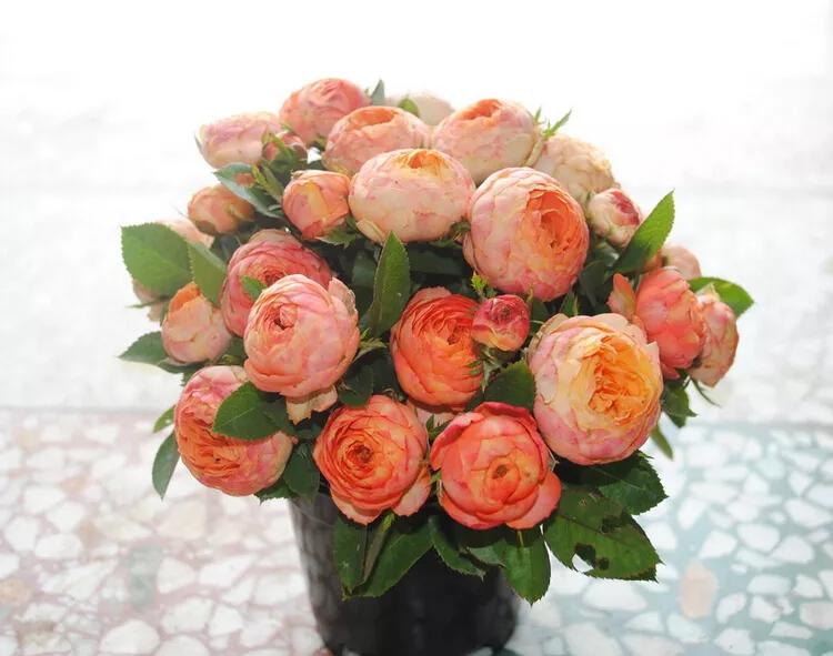 适合栽种在阳台上的月季品种,适合阳台种植的月季品种推荐