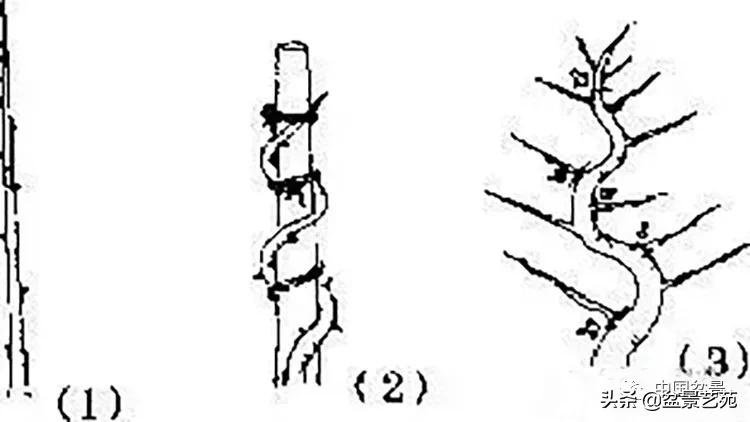 金银花盆景的修剪方法,盆景的修剪知识与技法