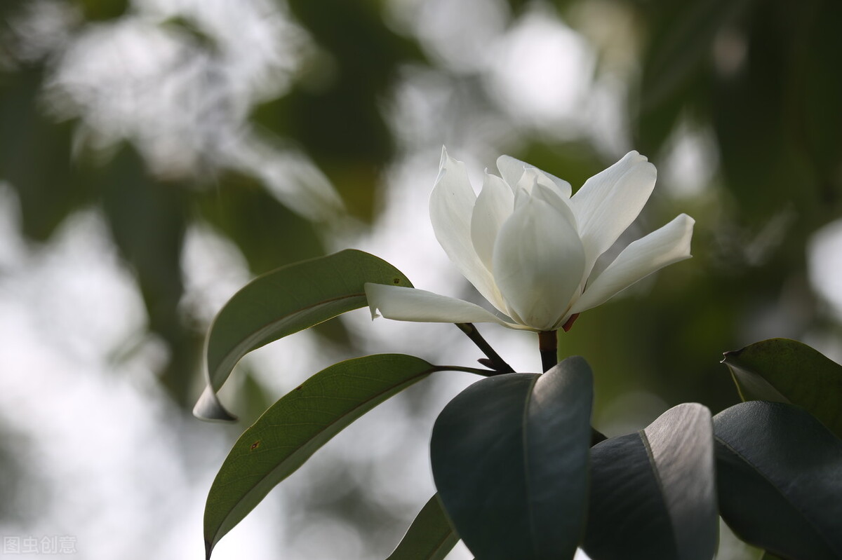 知其白,守其黑,为天下式。为天下式,常德不忒,复归于无极