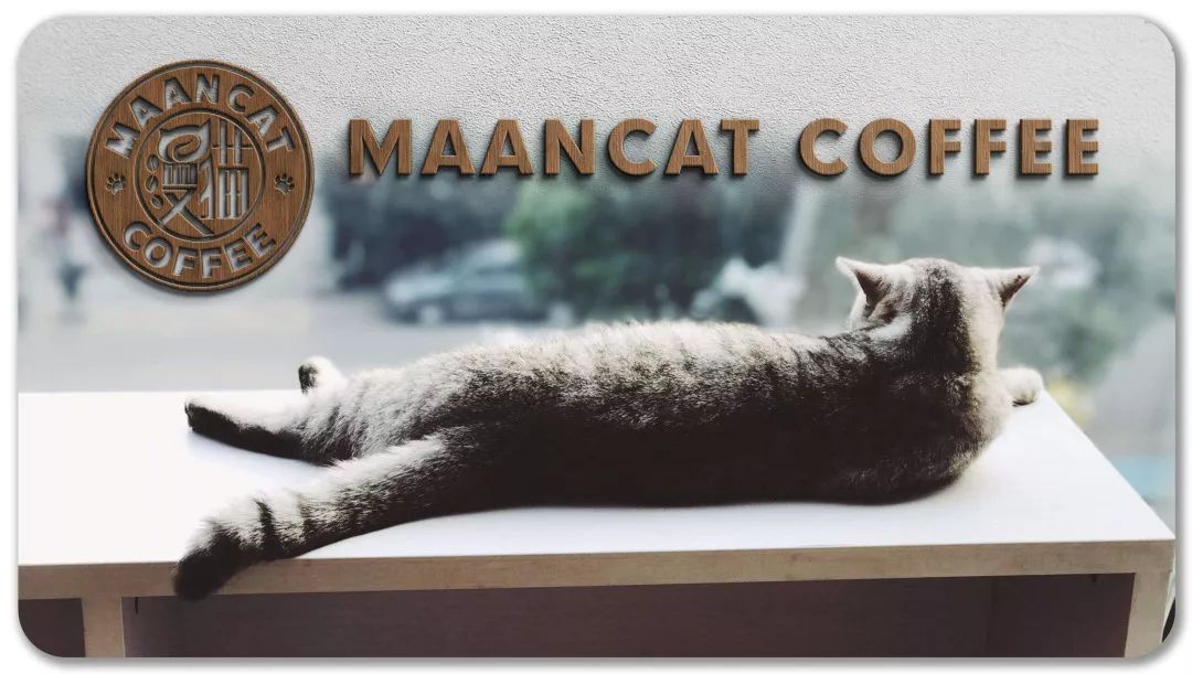 一杯回血！漫猫咖啡带你把生活里的一言难尽，全部一言而尽