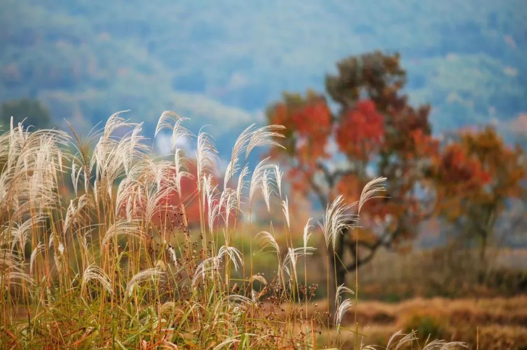 徽州赏秋三日游自驾游攻略,小众徽州赏秋村落
