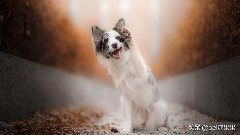 夏天时狗狗中暑,夏天狗狗中暑怎么治疗怎么输液