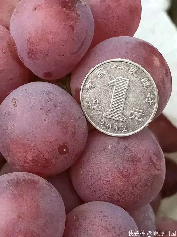 消费者评价红提：不香不甜，味同嚼蜡，是谁把红提推向了深渊？