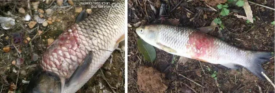 草鱼肚子鼓胀怎么急救,草鱼缺氧最快的急救方法