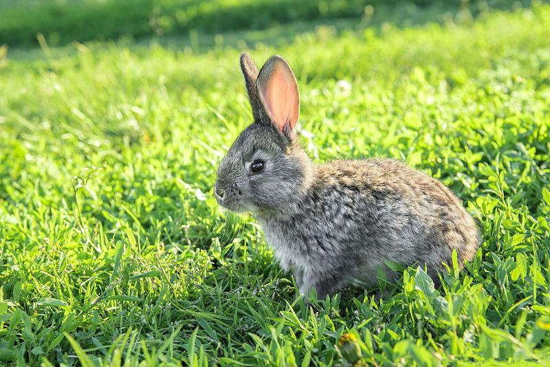 养兔的实用技巧只养一只兔子,养兔怎样养视频讲解