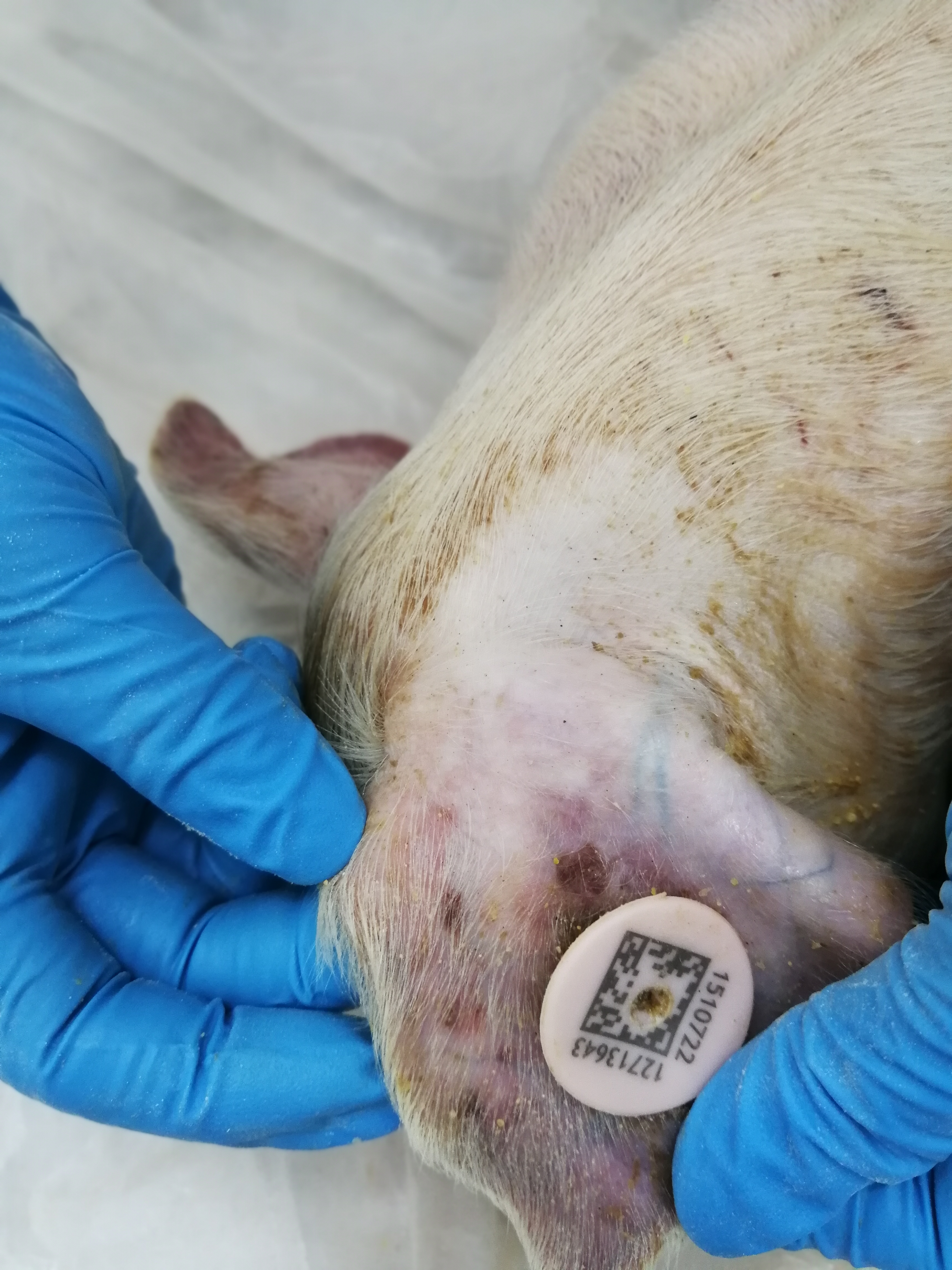 如何设计猪场免疫程序表?附免疫程序示范表,图文并茂干货满满