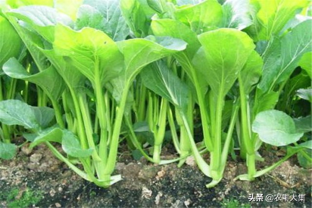 广西地区种哪种菜心比较高产,菜心高产栽培关键技术